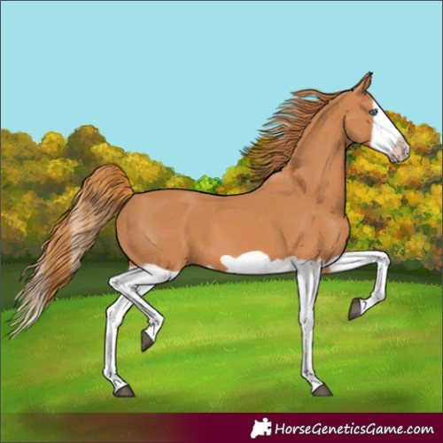 Horse Color:Chestnut Splash Frame 