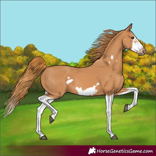 Horse Color:Chestnut Splash Frame 