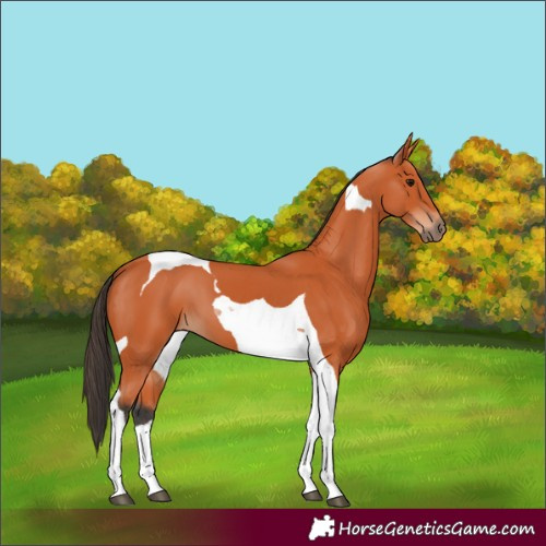 Horse Color:Bay Tobiano 