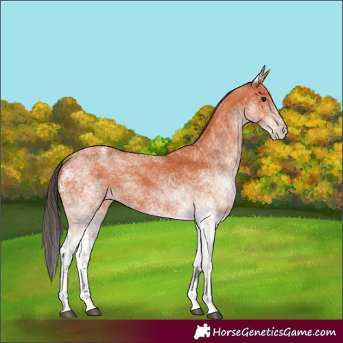 Horse Color:White Spotted Bay 