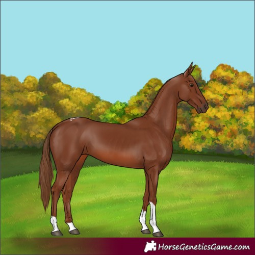 Horse Color:Chestnut Tobiano
