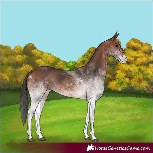 Horse Color:White Spotted Bay
