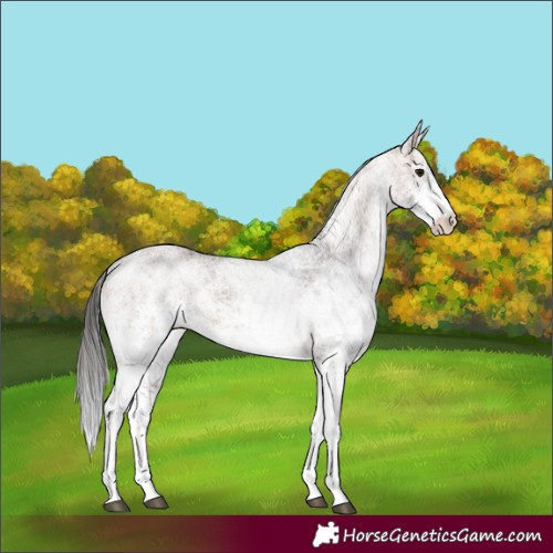 Horse Color:White Spotted Bay