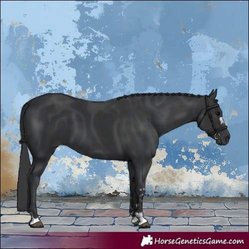 Horse Color:Black  and Black 