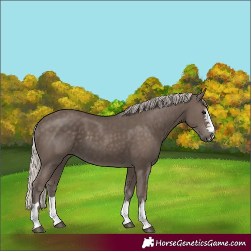 Horse Color:Unknown
