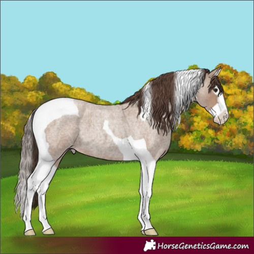 Horse Color:Classic Champagne Roan Splash Tobiano