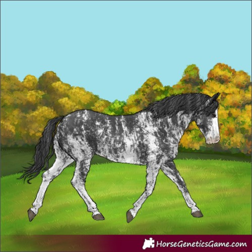 Horse Color:Black Sabino Appaloosa Rabicano  and Black Sabino Appaloosa Rabicano 