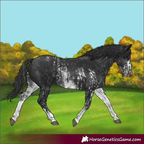 Horse Color:Black Sabino Appaloosa Rabicano and White Spotted Black Appaloosa Rabicano