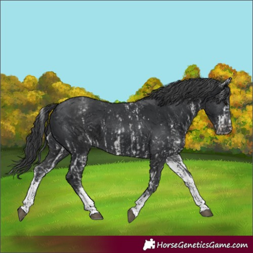 Horse Color:Black Sabino Appaloosa Rabicano  and White Spotted Black Appaloosa Rabicano 