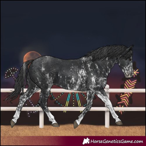 Horse Color:Black Sabino Varnish Rabicano  and White Spotted Black Varnish Rabicano 