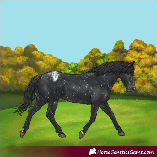 Horse Color:Black Appaloosa and Black Appaloosa