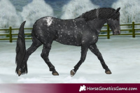 Horse Color:Black Appaloosa and Black Appaloosa