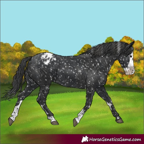 Horse Color:Black Appaloosa  and Black Splash Appaloosa 