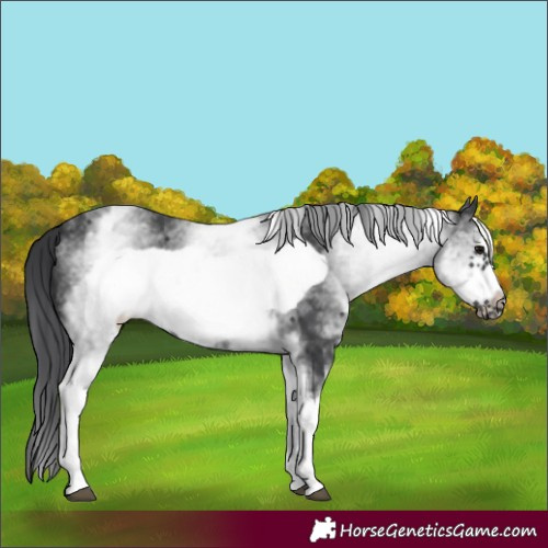 Horse Color:White Spotted Black Frame