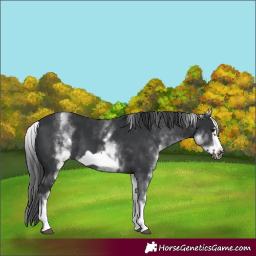 Horse Color:White Spotted Black Frame