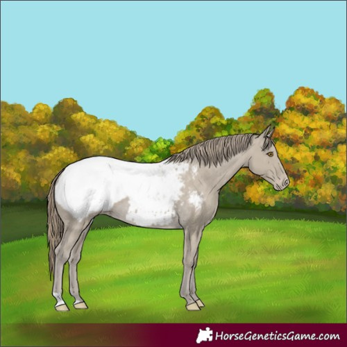 Horse Color:Classic Cream Champagne Appaloosa