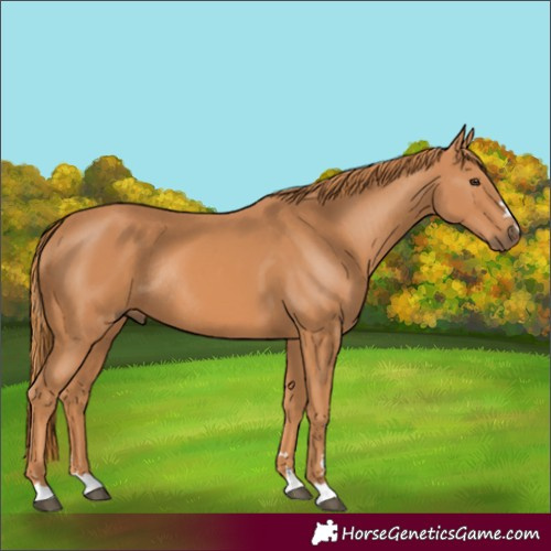 Horse Color:Chestnut Rabicano 