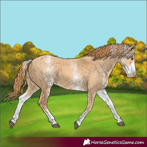 Horse Color:White Spotted Red Dun Rabicano and White Spotted Red Dun Rabicano