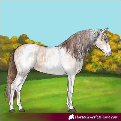 Horse Color:White Spotted Red Dun Rabicano  and White Spotted Red Dun Rabicano 