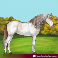 Horse Color:White Spotted Red Dun Rabicano and White Spotted Red Dun Rabicano