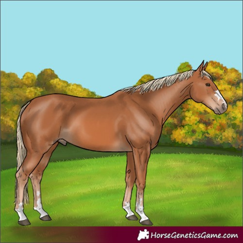 Horse Color:Chestnut 