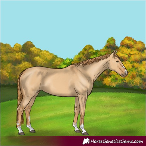 Horse Color:Red Dun
