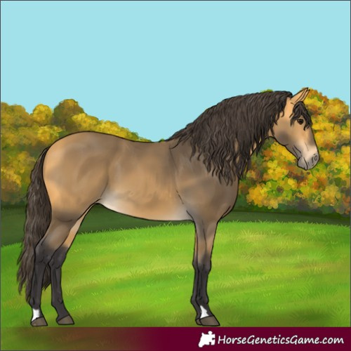 Horse Color:Buckskin