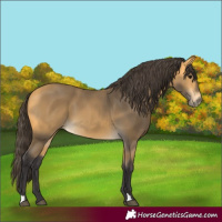 Horse Color:Buckskin