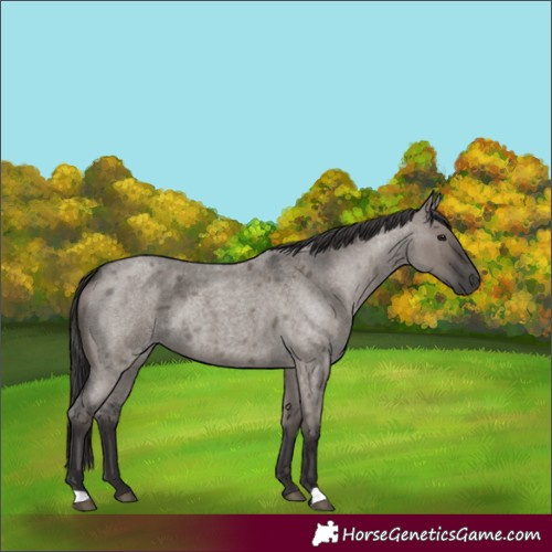 Horse Color:Smoky Grullo Roan 