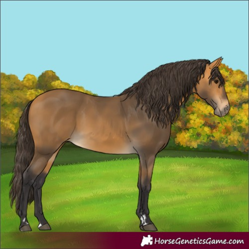 Horse Color:Buckskin