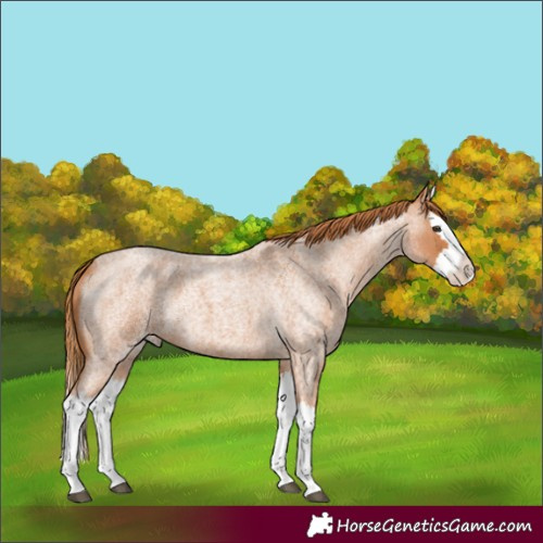 Horse Color:Red Roan Splash