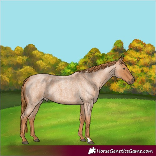 Horse Color:Red Roan