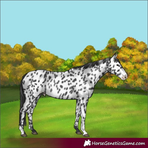 Horse Color:Black Appaloosa Rabicano 