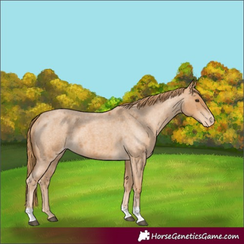 Horse Color:Red Roan Appaloosa 