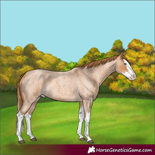 Horse Color:Red Roan Splash 
