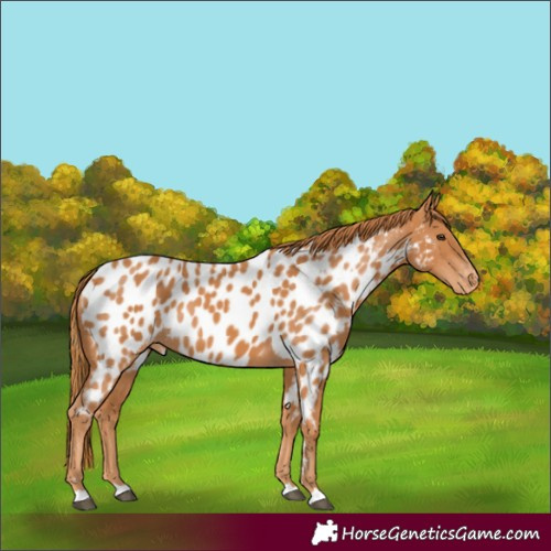 Horse Color:Chestnut Appaloosa 