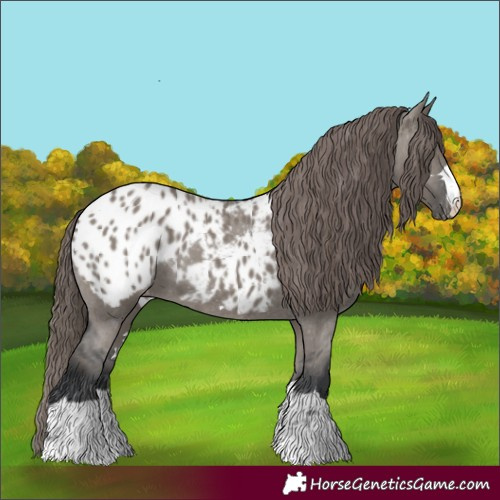 Horse Color:Grullo Appaloosa 