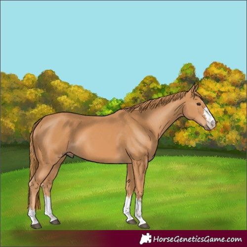 Horse Color:Chestnut 