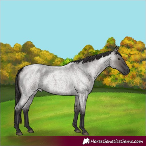 Horse Color:Smoky Grullo Roan