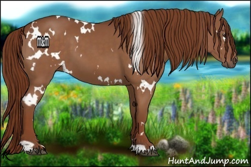 Horse Color:White Spotted Chestnut 