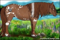 Horse Color:White Spotted Chestnut 