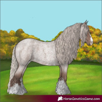 Horse Color:Silver Blue Roan Sabino