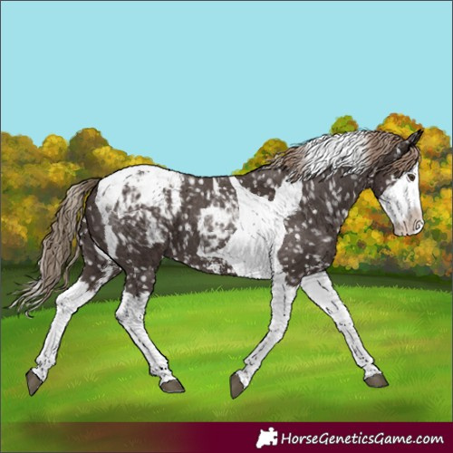 Horse Color:Liver Chestnut Sabino Splash Tobiano Snowcap 