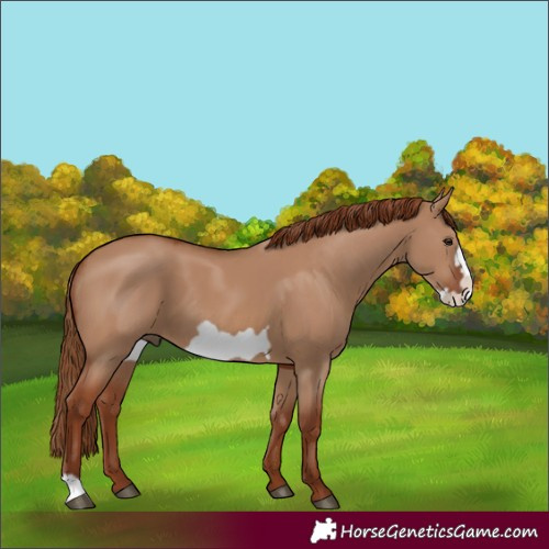 Horse Color:Red Dun Frame