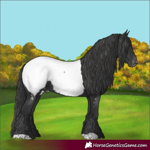 Horse Color:Black Appaloosa