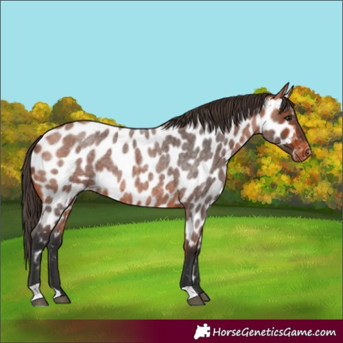 Horse Color:Bay Roan Appaloosa
