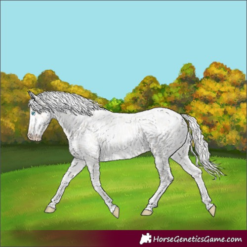 Horse Color:Cremello Roan Appaloosa