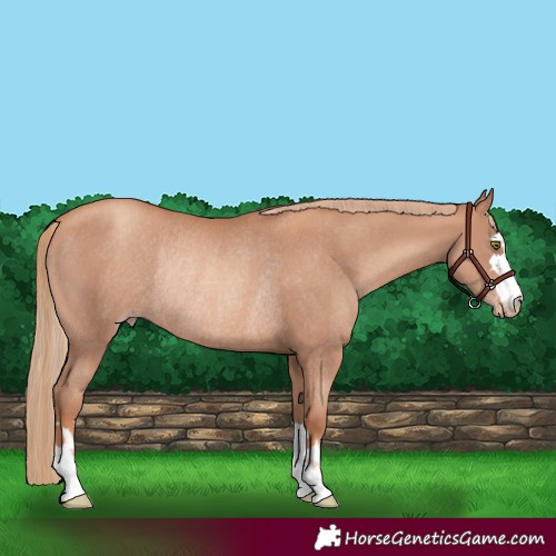 Horse Color:Gold Champagne Rabicano 
