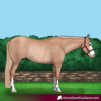 Horse Color:Gold Champagne Rabicano 