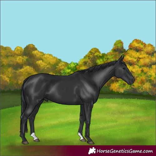 Horse Color:Black 